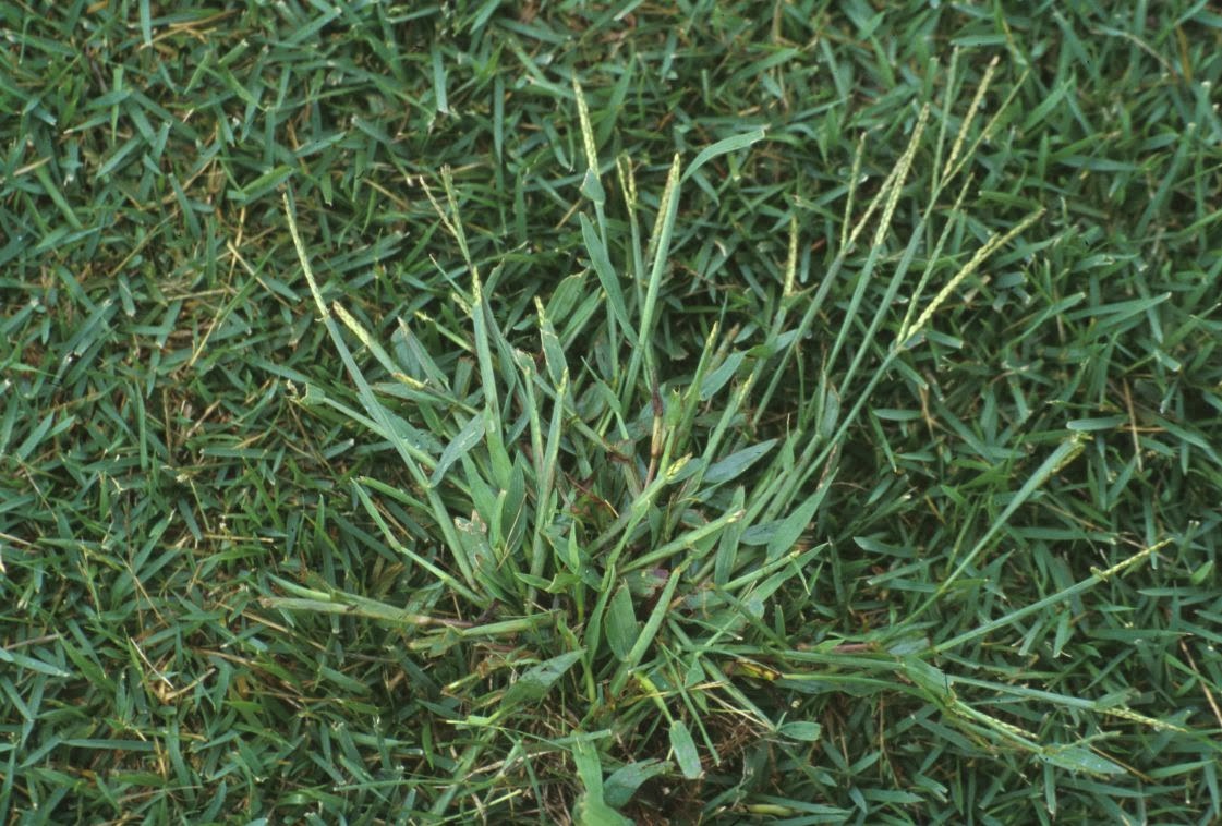 old asian porn vids how to kill mature crabgrass